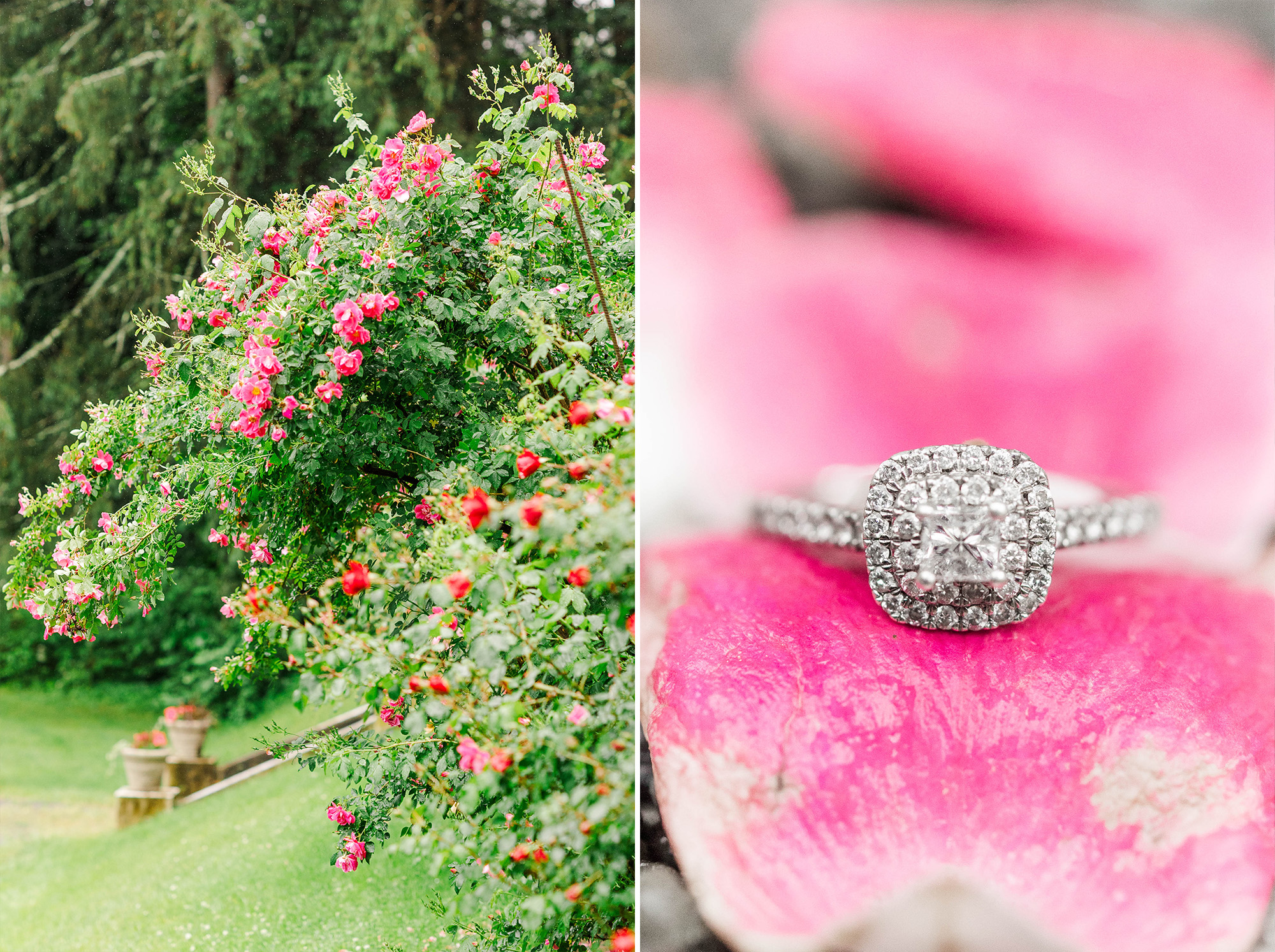 engagement ring sitting on top of rose petals