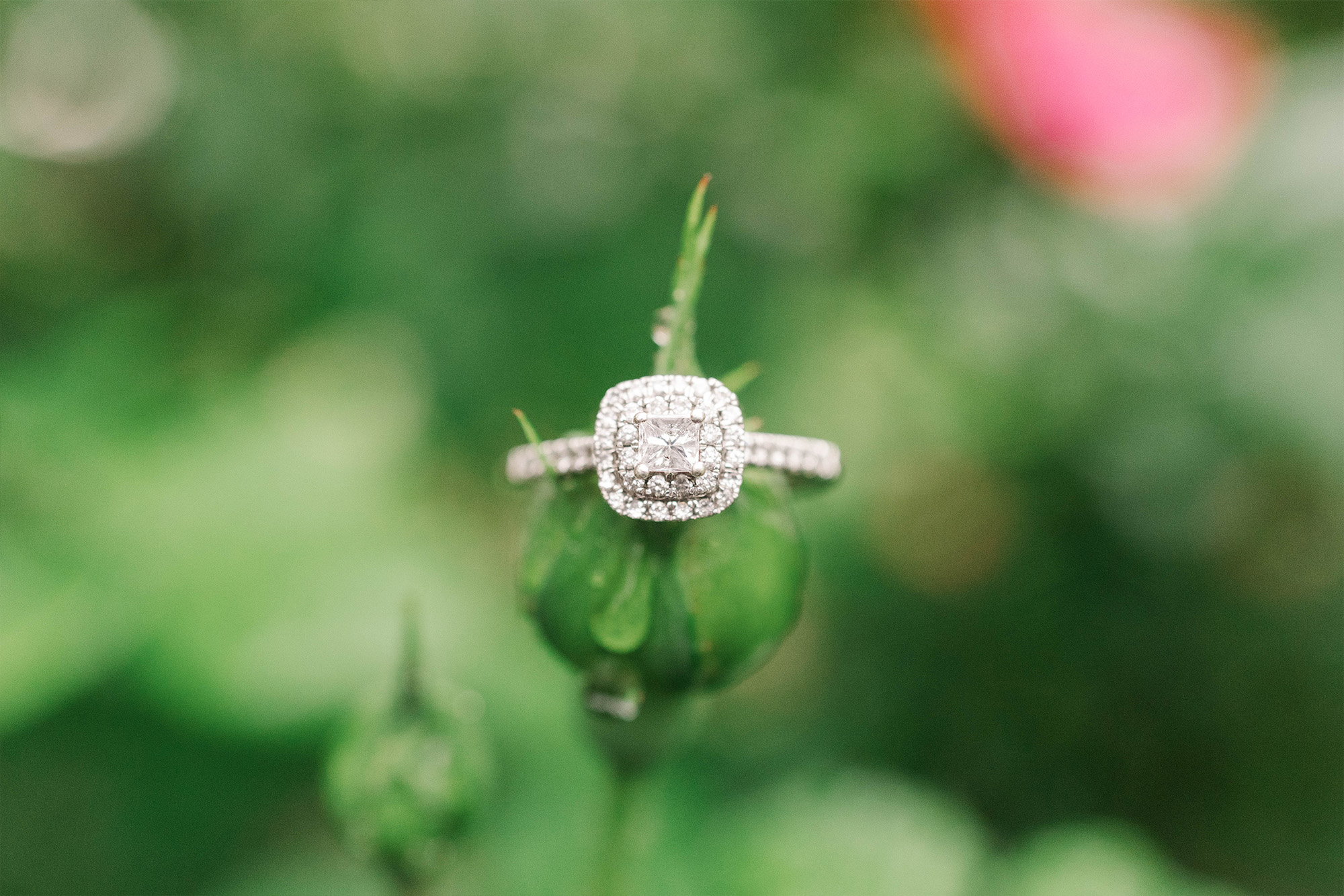 engagement ring surrounded by greenery