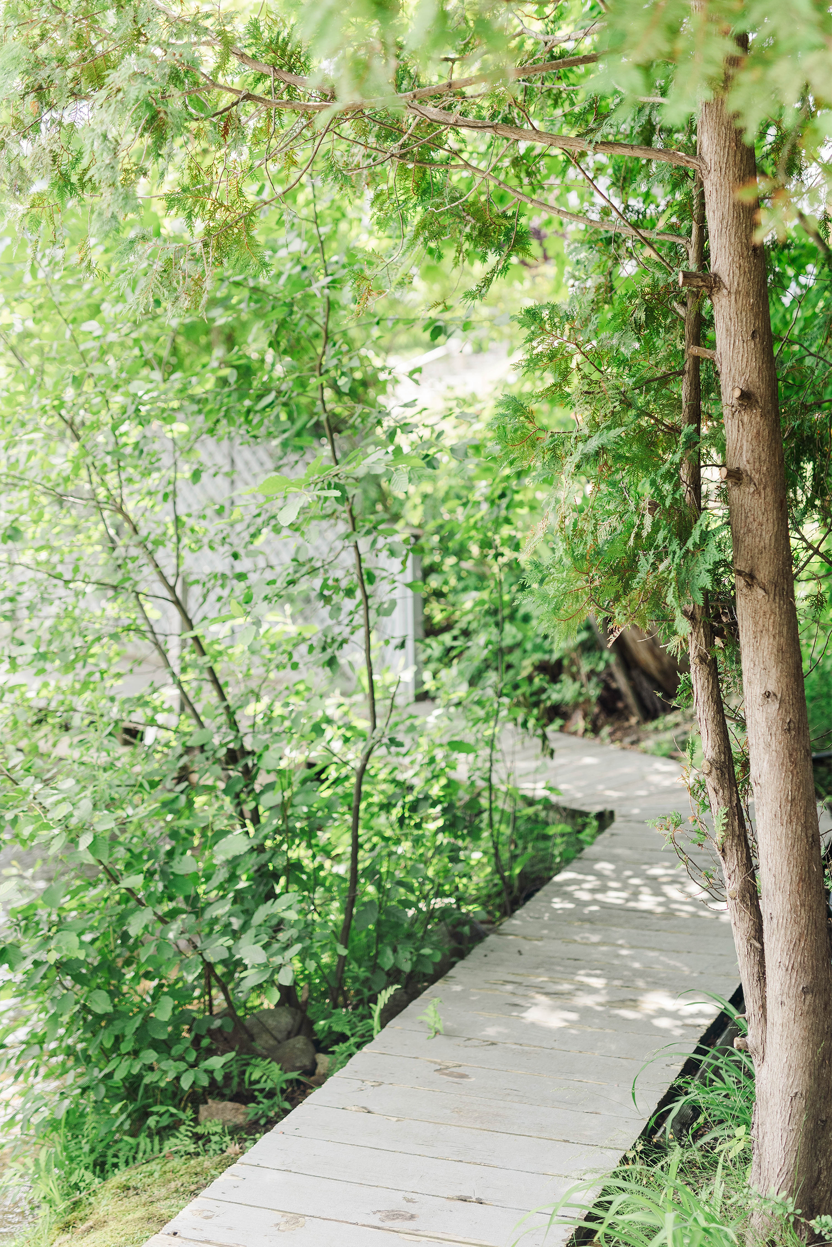 wooded path leading to dock surrounded by trees and greenery